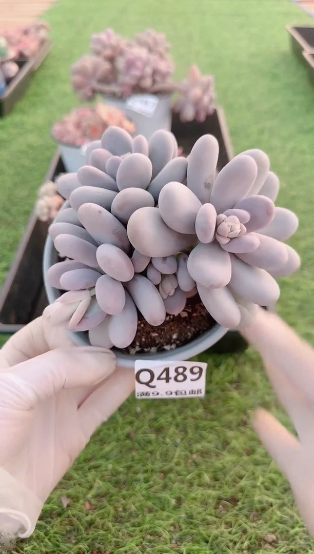 【闪购商品】梦会多肉一物一拍