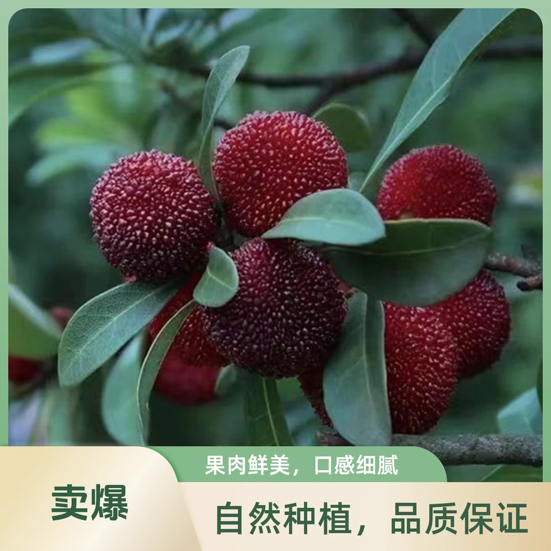 【仙居高山东魁杨梅】9A精品果 单果17-23g 现采现摘现发 新鲜果大多汁 礼盒装 8甜1酸1果香 EMS空运冷链浙江省