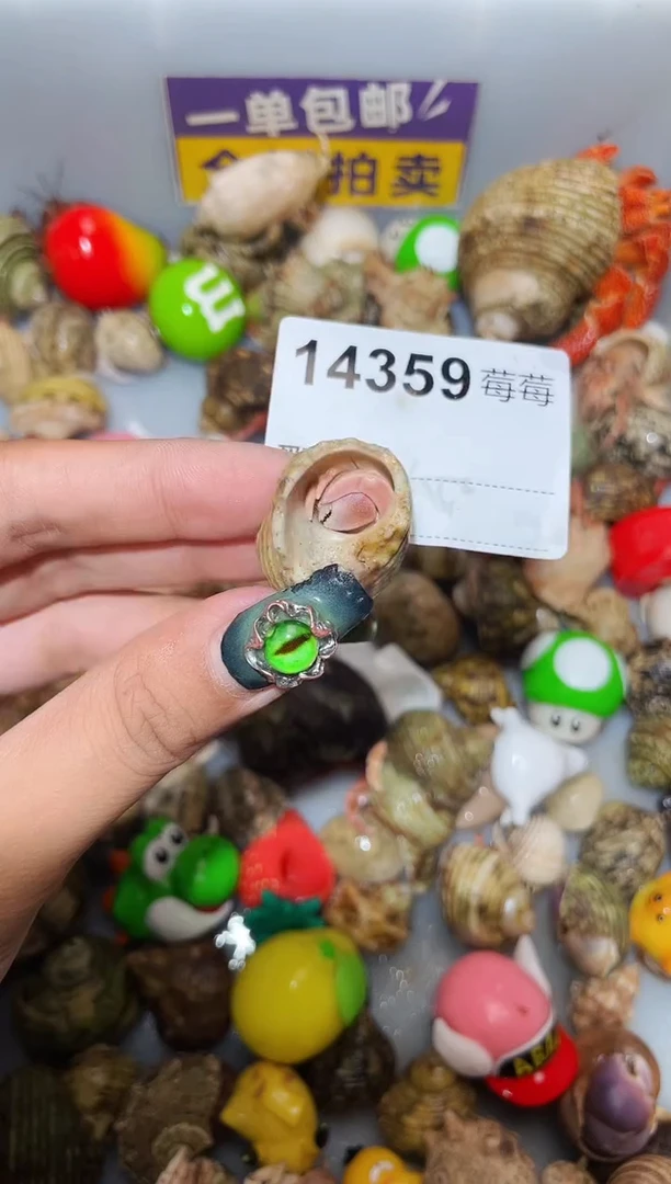 寄居蟹陌派甄选寄居蟹14359