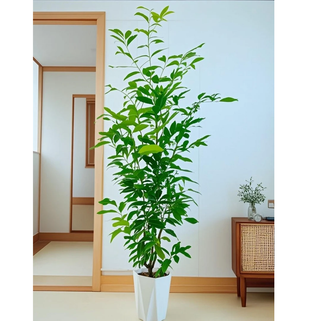 电视柜两旁大型绿植盆栽室内客厅软装造景新宠天竺桂老桩耐阴好养