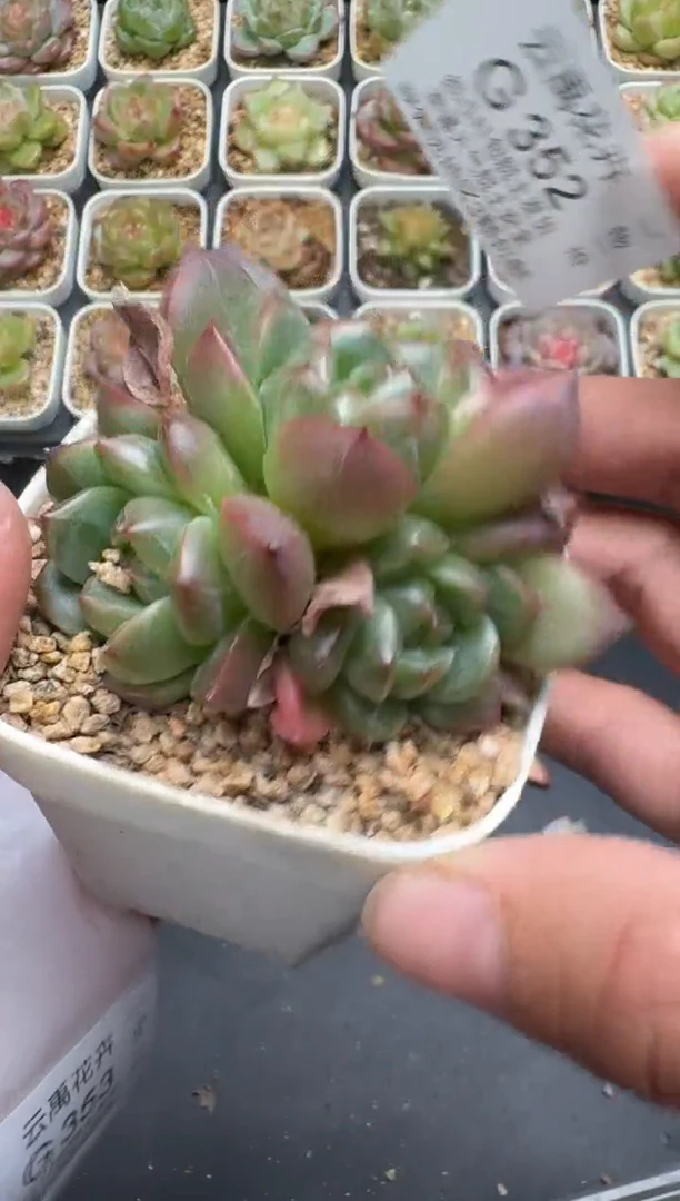352G云禹多肉植物 脱土纸巾打包 3颗包邮