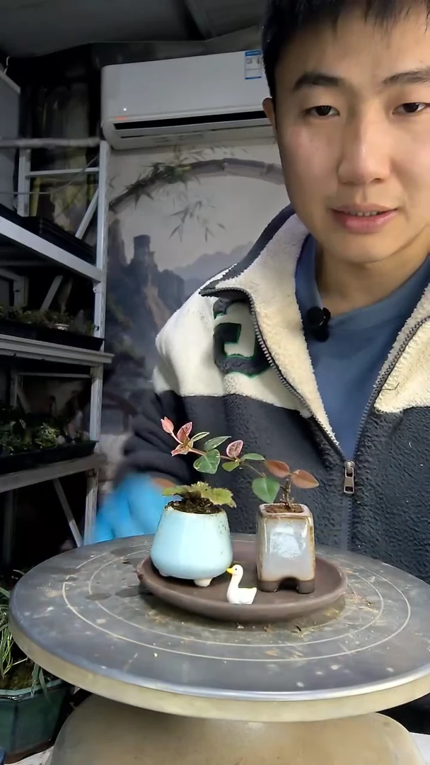 蛋***喜中青园艺一物一拍花76