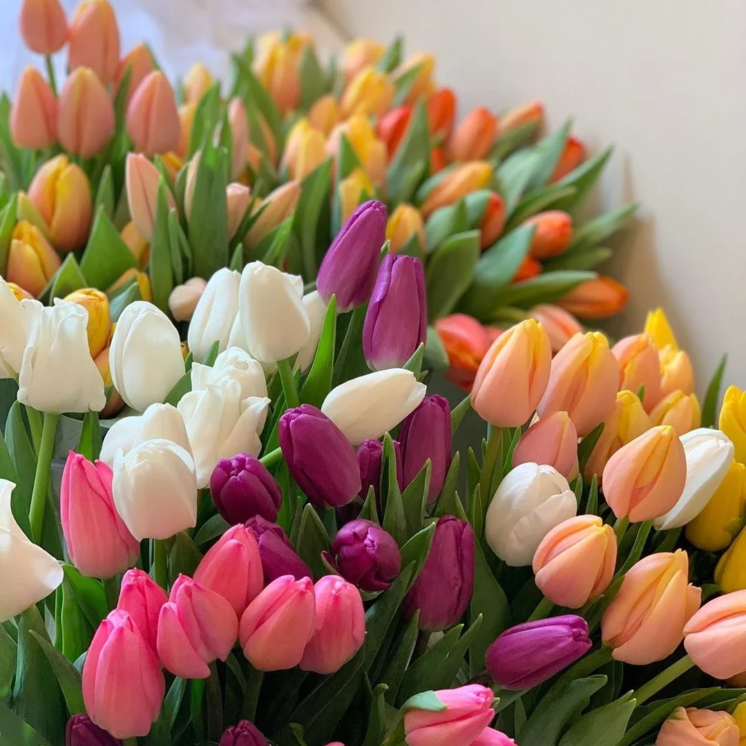 【王安园艺】混色郁金香基地直发高品质鲜切花生活鲜花