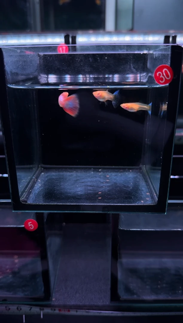 孔雀鱼3号彩虹1公2母