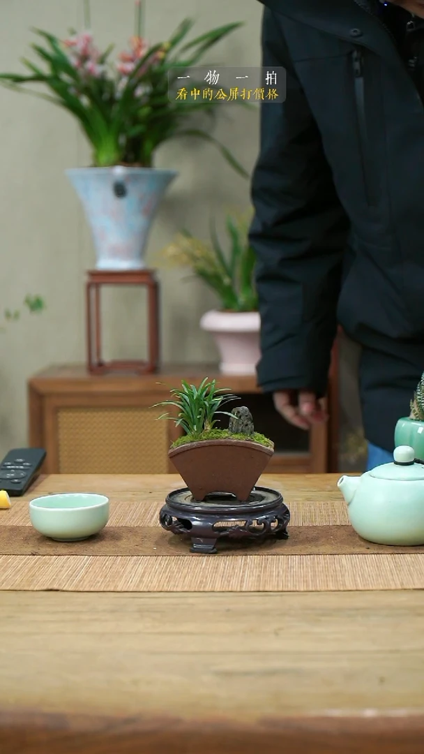 完全开放派130玉龙草