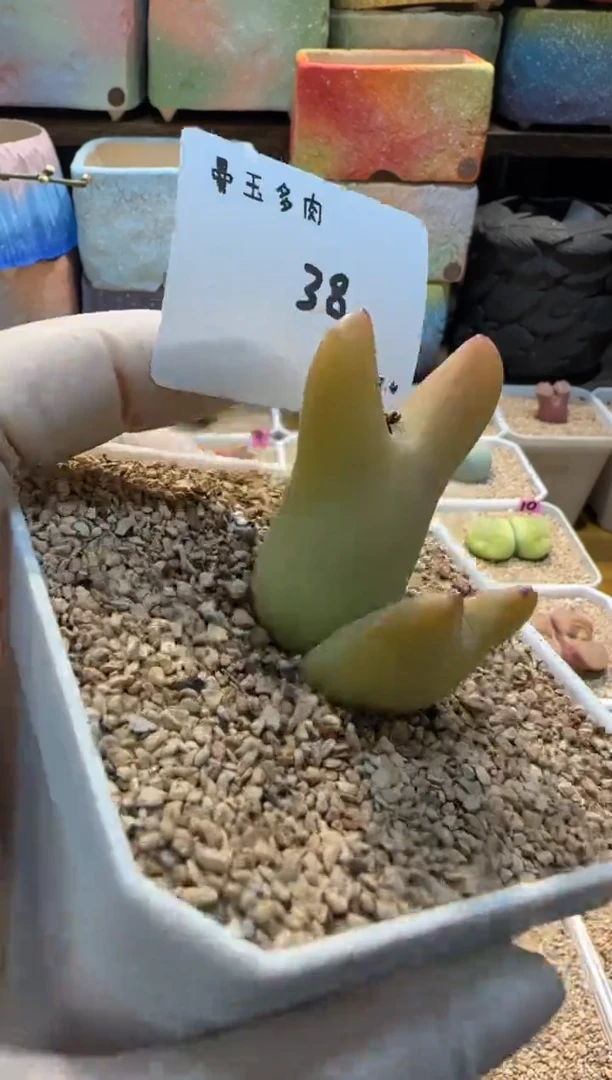 【闪购商品】25.3.4-38K