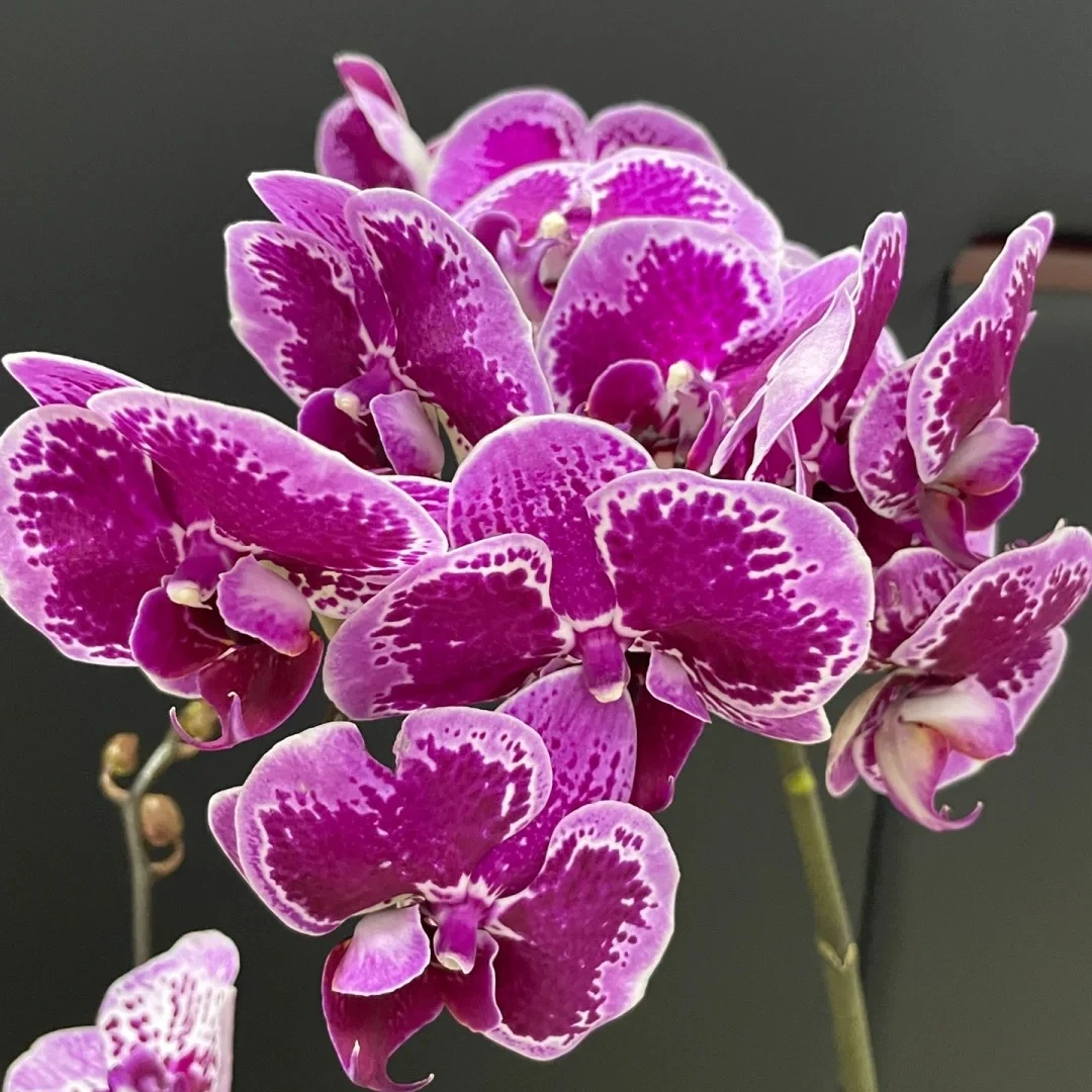 红蝴蝶蝴蝶兰盆栽