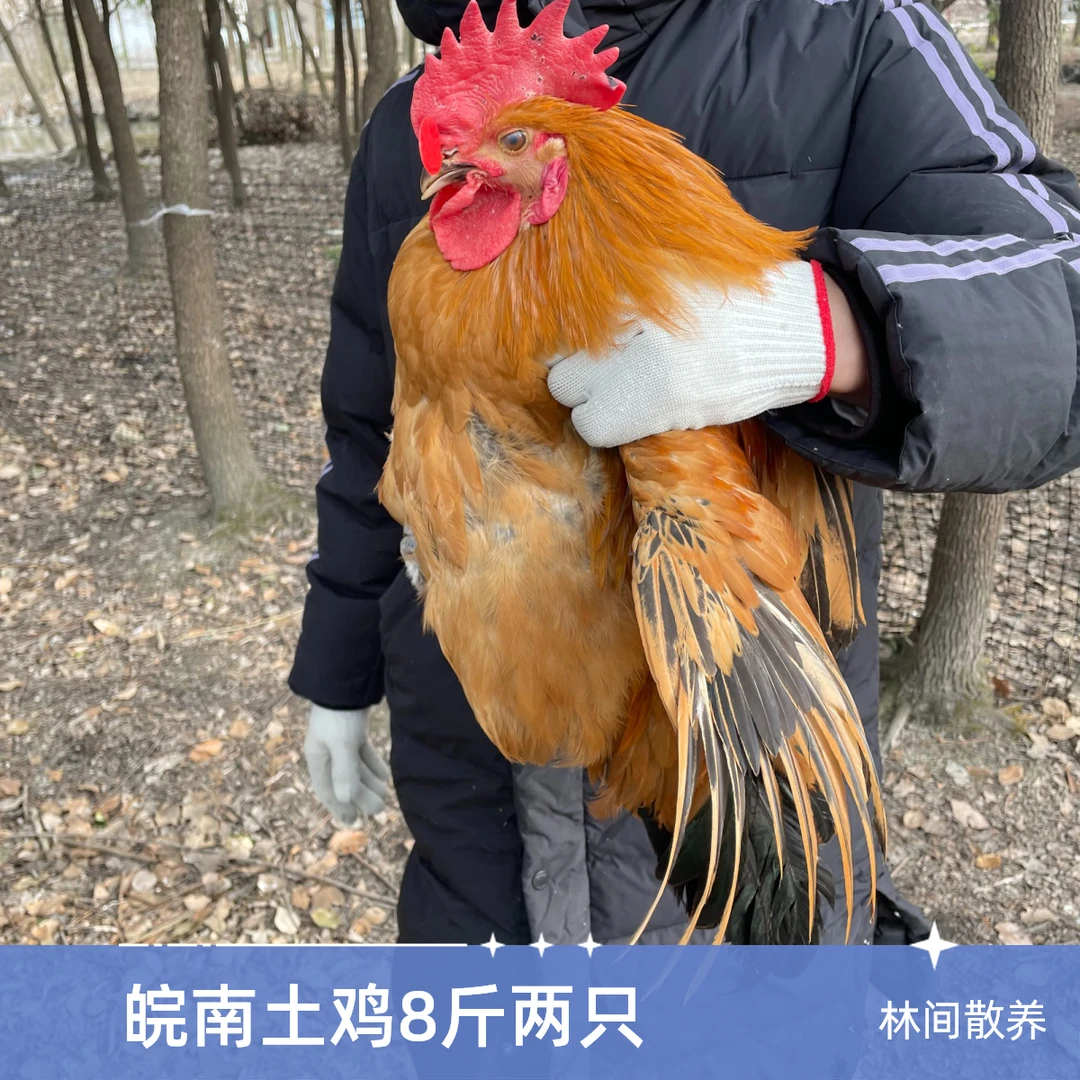 活鸡公鸡整鸡两只8斤 皖南湾沚林间散养土鸡 山中溜达鸡走地鸡