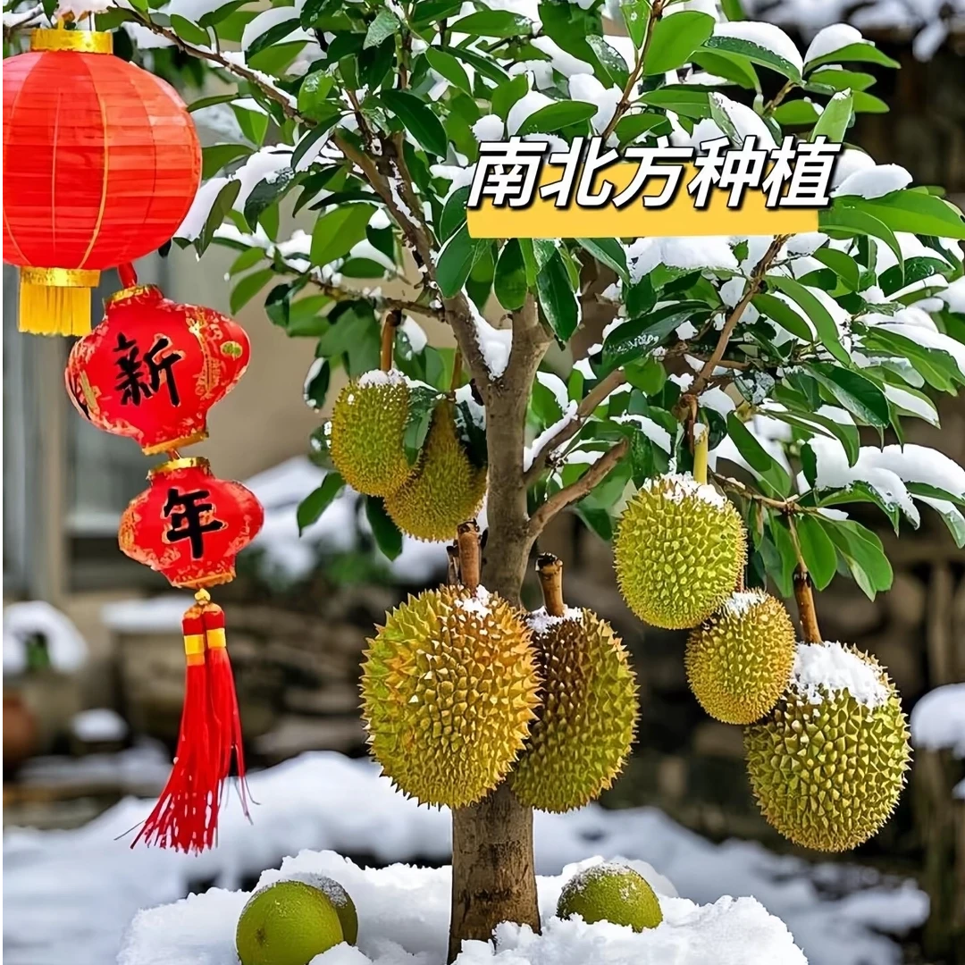 A榴莲树果苗南北方种金枕榴莲正宗云南猫山王矮化盆栽苗