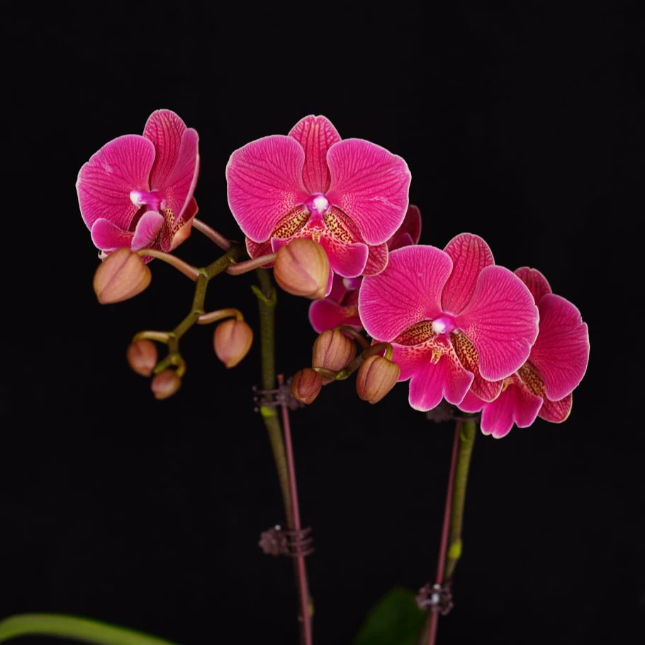 A花遇兰蝴蝶兰2.8寸【花木兰双】带花带花苞开花株发货