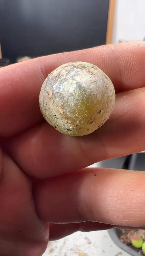 量拍大灯泡一颗    尺寸不低于2.0