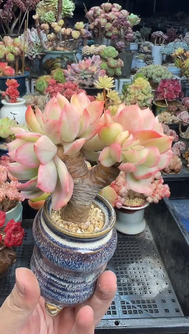 【闪购商品】811不带盆