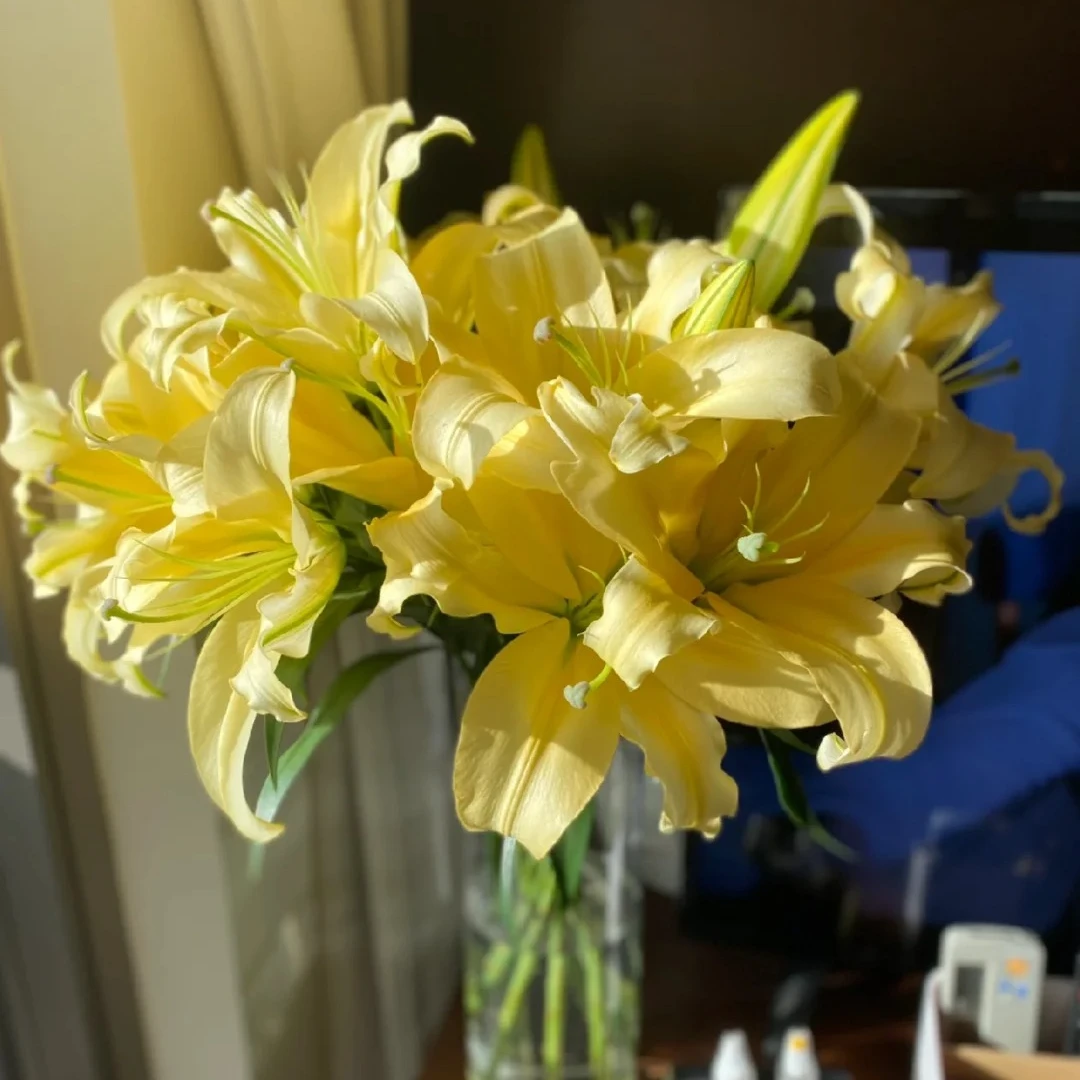 【皇帝香水百合多头3支】鲜花次日达批发直播品质鲜花 全场任意满两单鲜花顺丰包邮