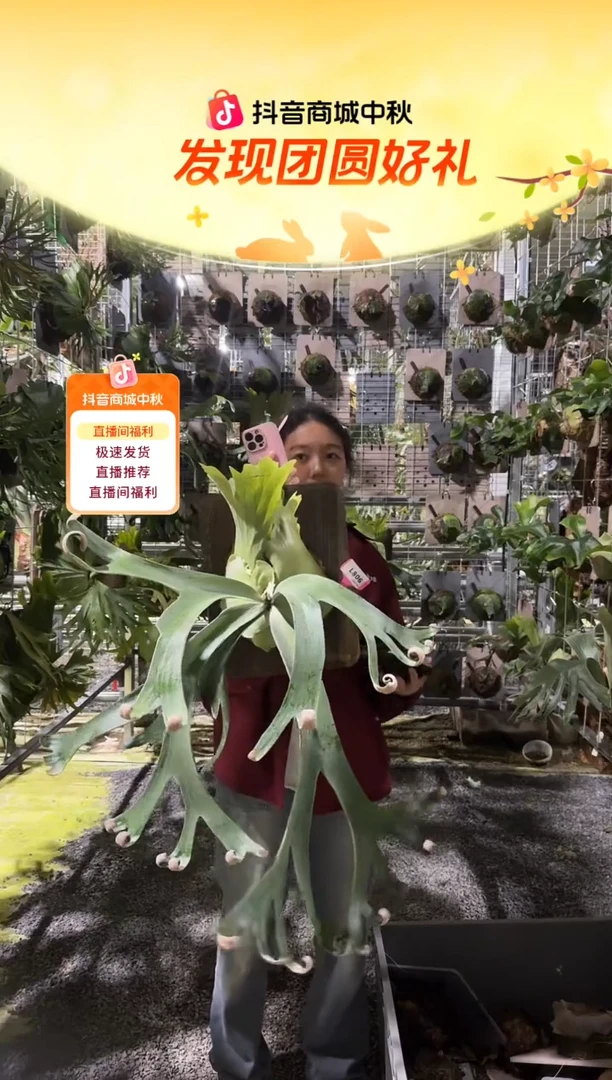不开花植物L806-卷卷成株（瑕疵特价）