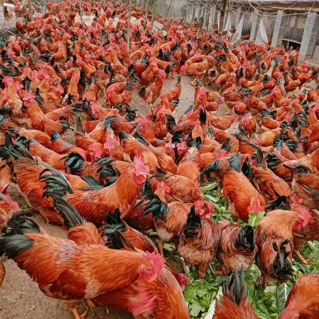 徽韵土鸡4-5个月小公鸡毛重2.5斤左右（三只装）