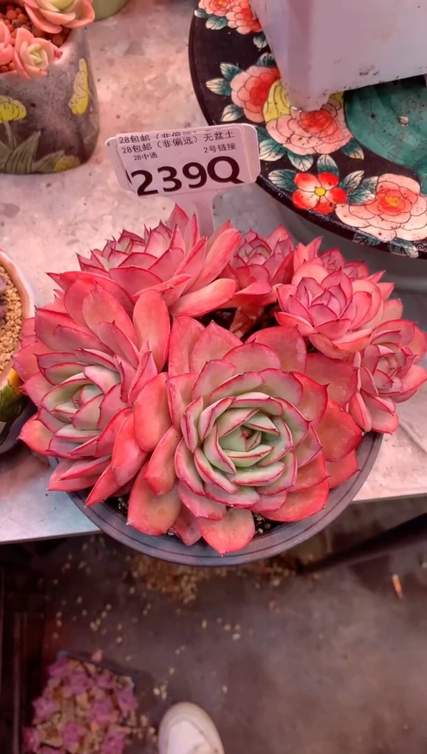 ❤****️239Q（一物一拍，精品多肉，所见即所得 ）