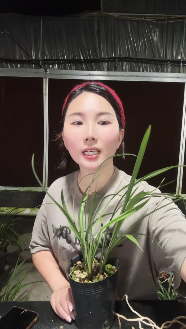 无花朵龙字4苗带花苞