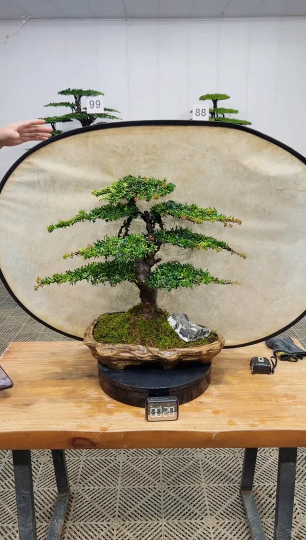 无花朵造型盆景一物一拍