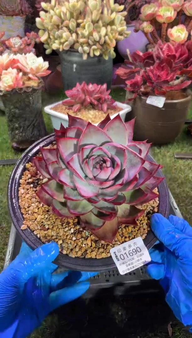 【闪购商品】01690