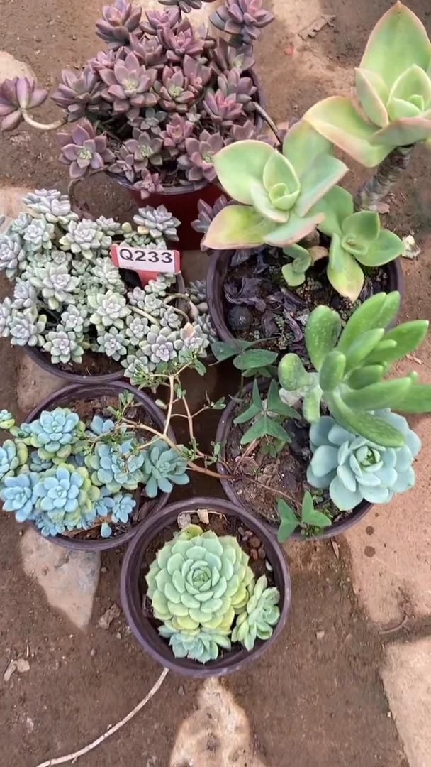 Q233多肉组合默认脱土发货