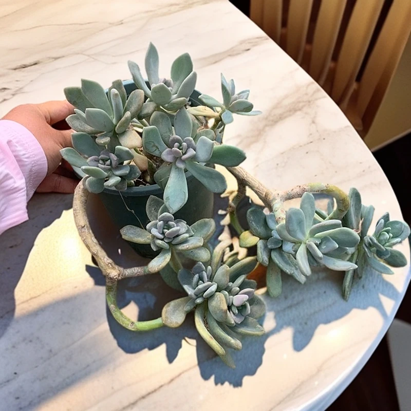 冬美人超大群生小老桩多肉植物耐热耐冻新手好养