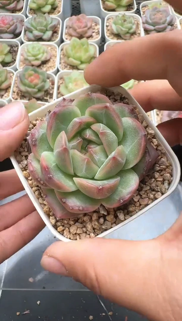 046D云禹多肉植物 带盆土纸巾打包 3颗包邮