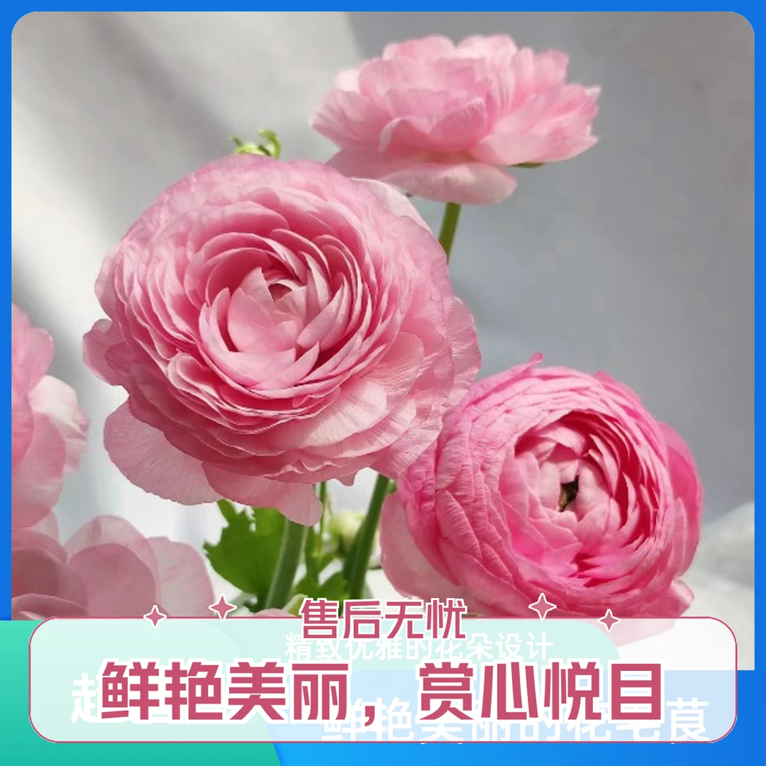 【1枝粉色洋牡丹】～全店满35元包邮～《今天下单明天到》生活鲜花瓶插花同城鲜花配送