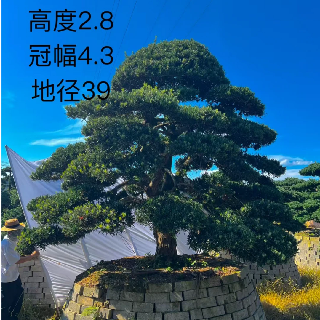 罗汉松地景造型别墅