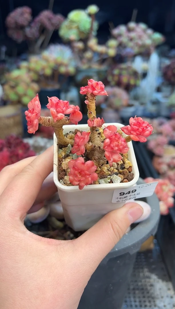 【闪购商品】949不带盆