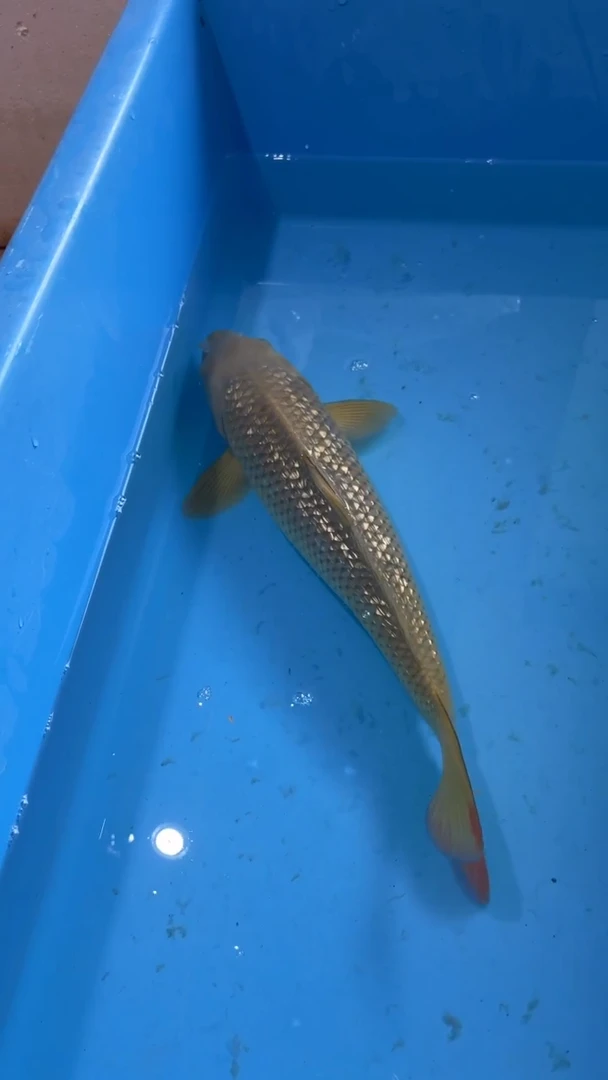 锦鲤太饱芥子锦鲤35cm-45cm不包公母 不包邮到付 包损