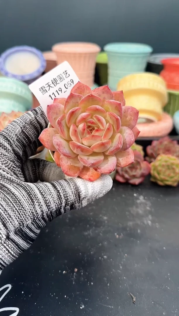 1119- 059红袖 （冠幅7cm）