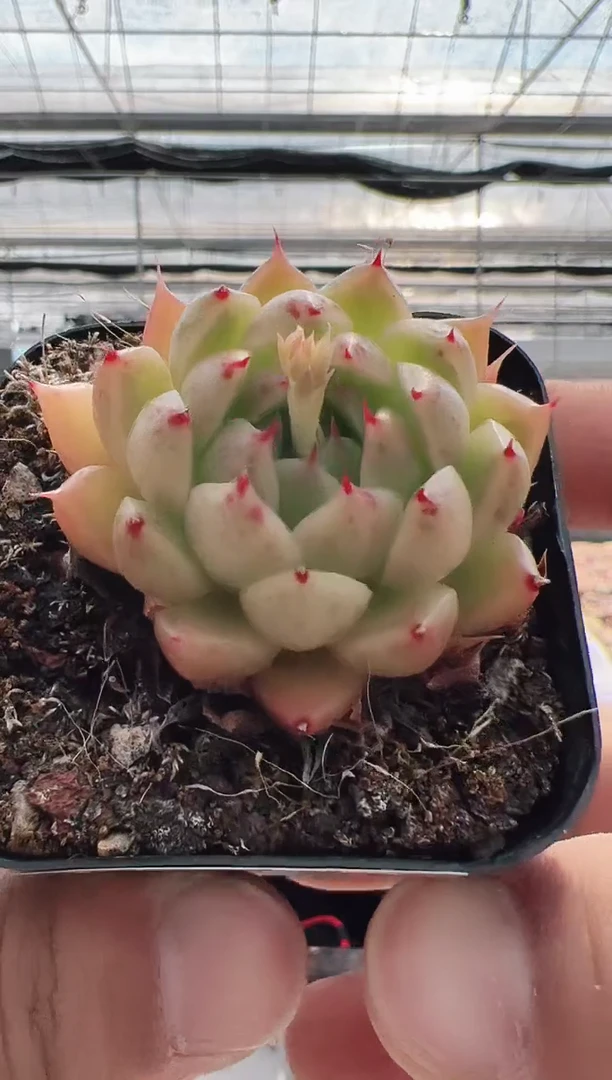 【闪购商品】琉璃梦-11