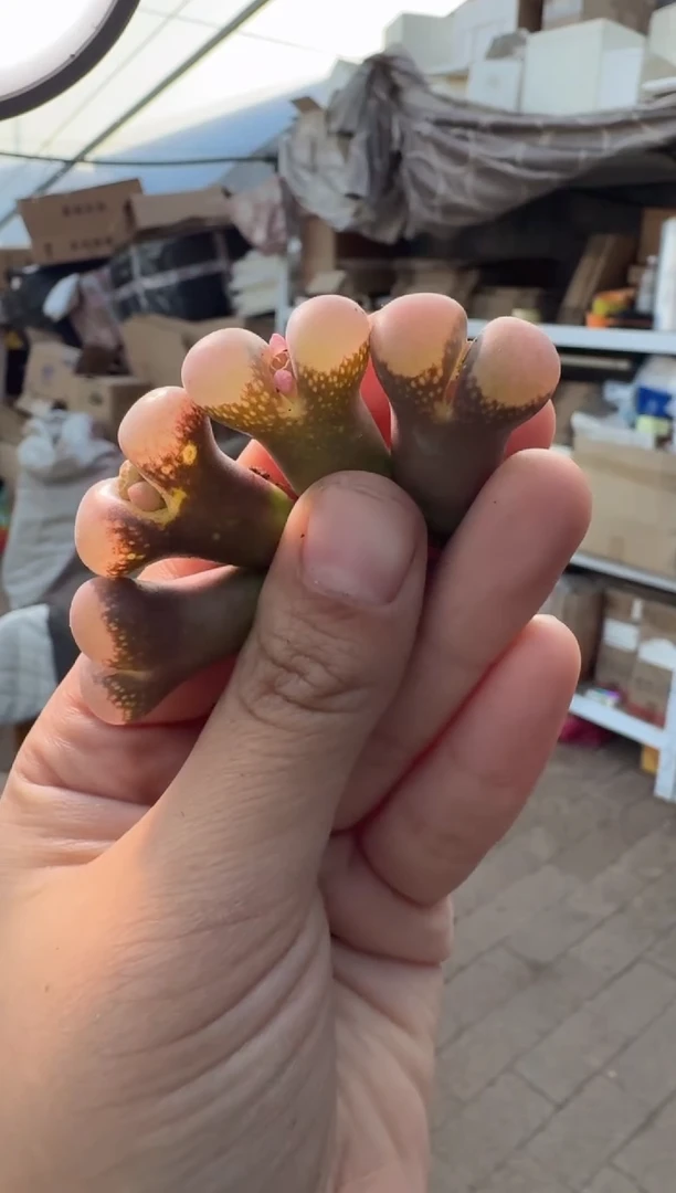 154多肉植物肉锥一颗