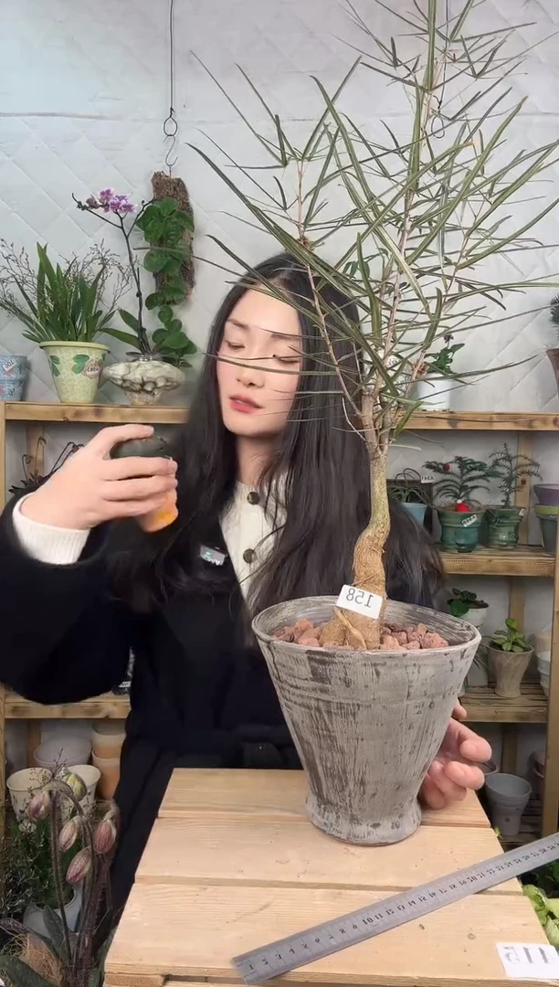 无花朵158昆士兰佛度树加盆一套       顺丰