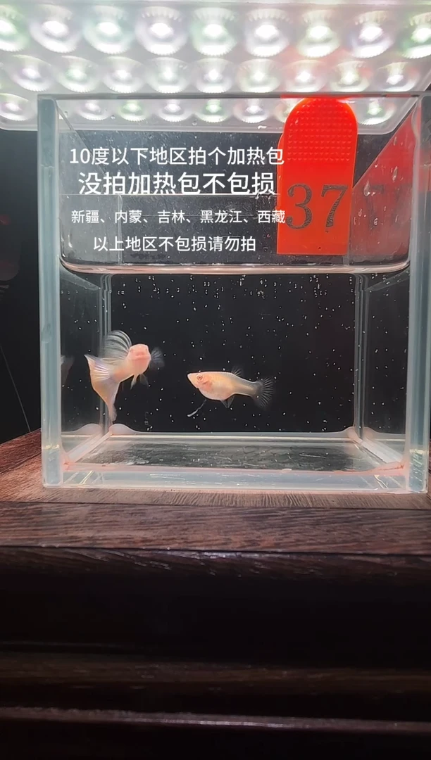 孔雀鱼金粉孔雀鱼37