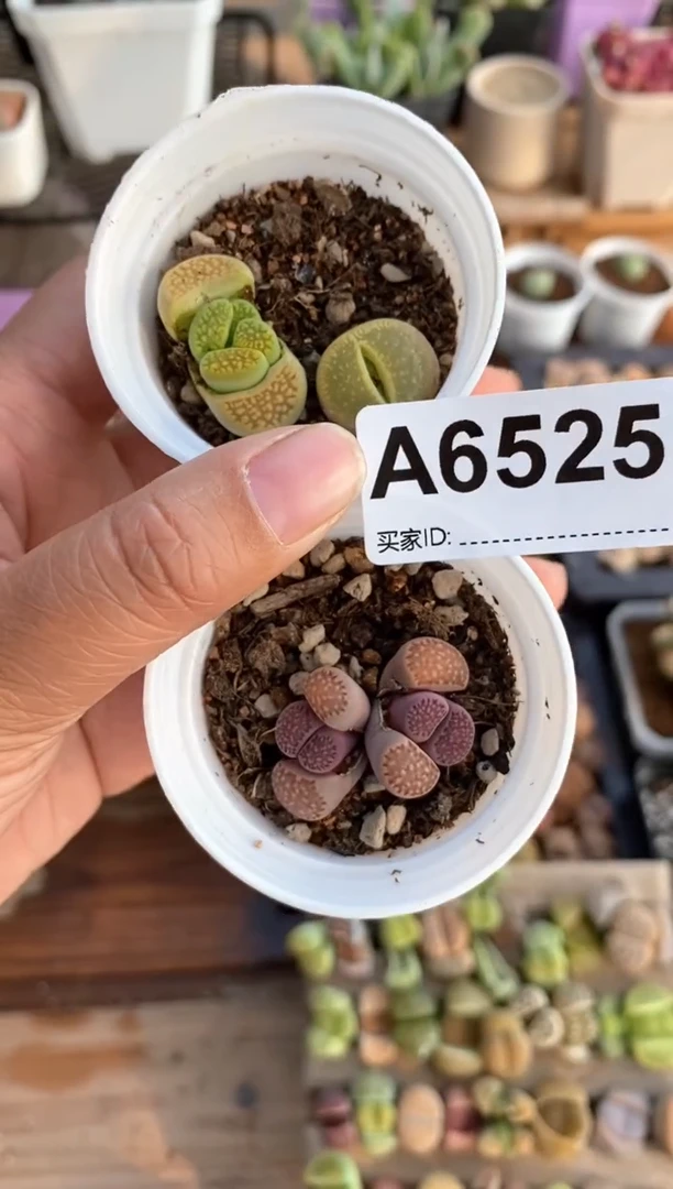 【闪购商品】6525开播福利