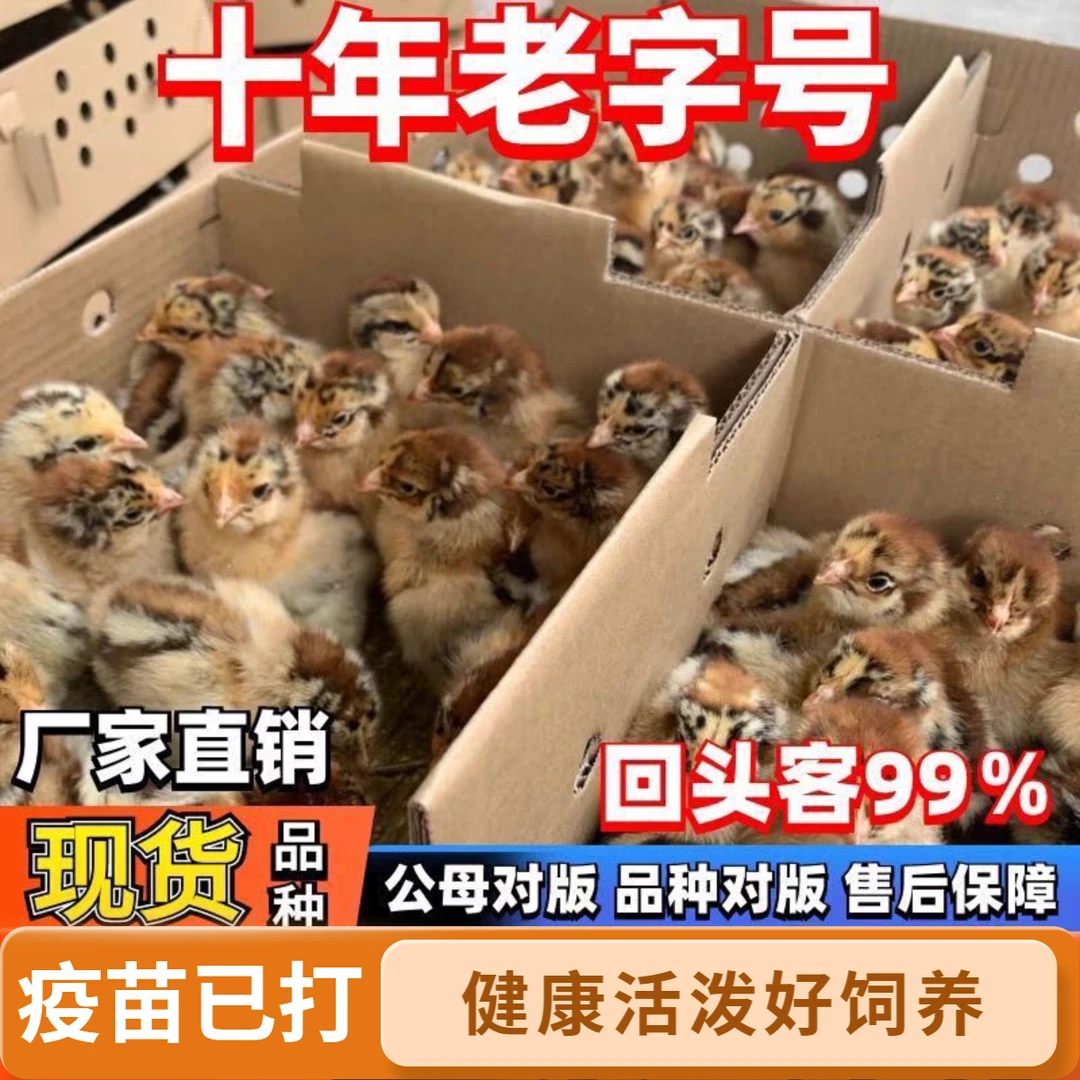 活体宠物鸡三黄鸡五黑鸡白羽鸡麻羽鸡大红公鸡土鸡柴鸡麻羽土鸡