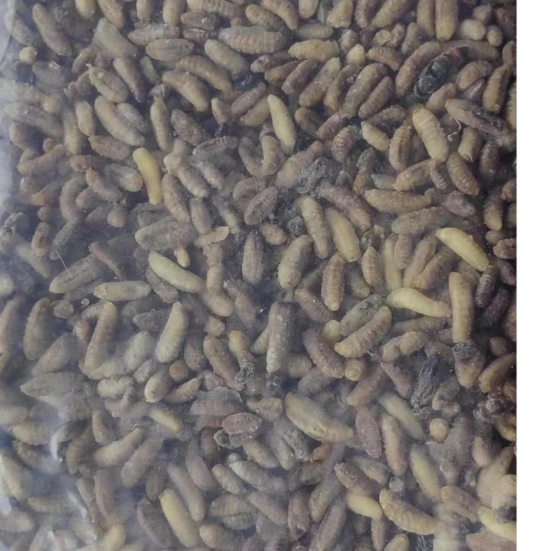 树蜂蛹三级三斤(试吃)