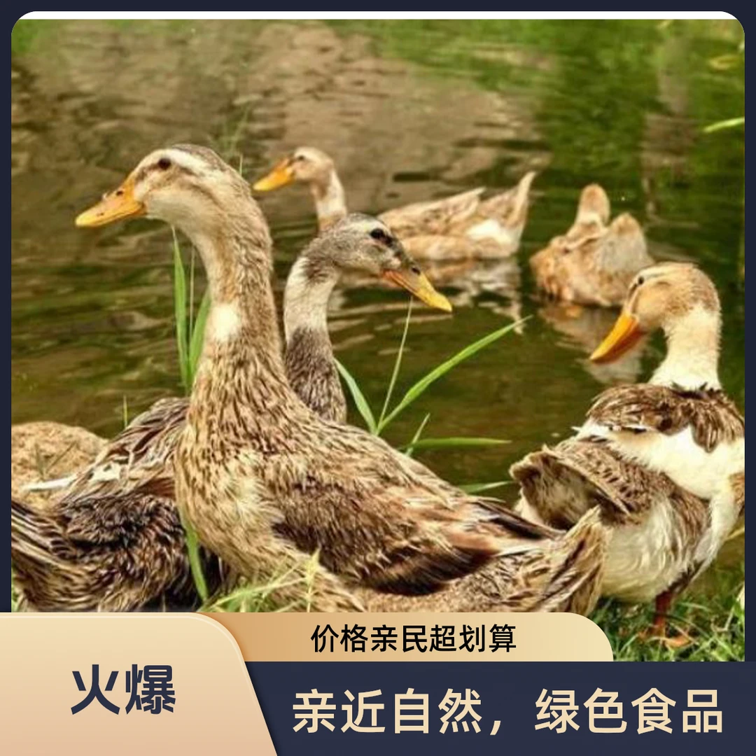 【买一赠一】 净重8斤农村散养土鸭 全鸭带爪带翅带内脏