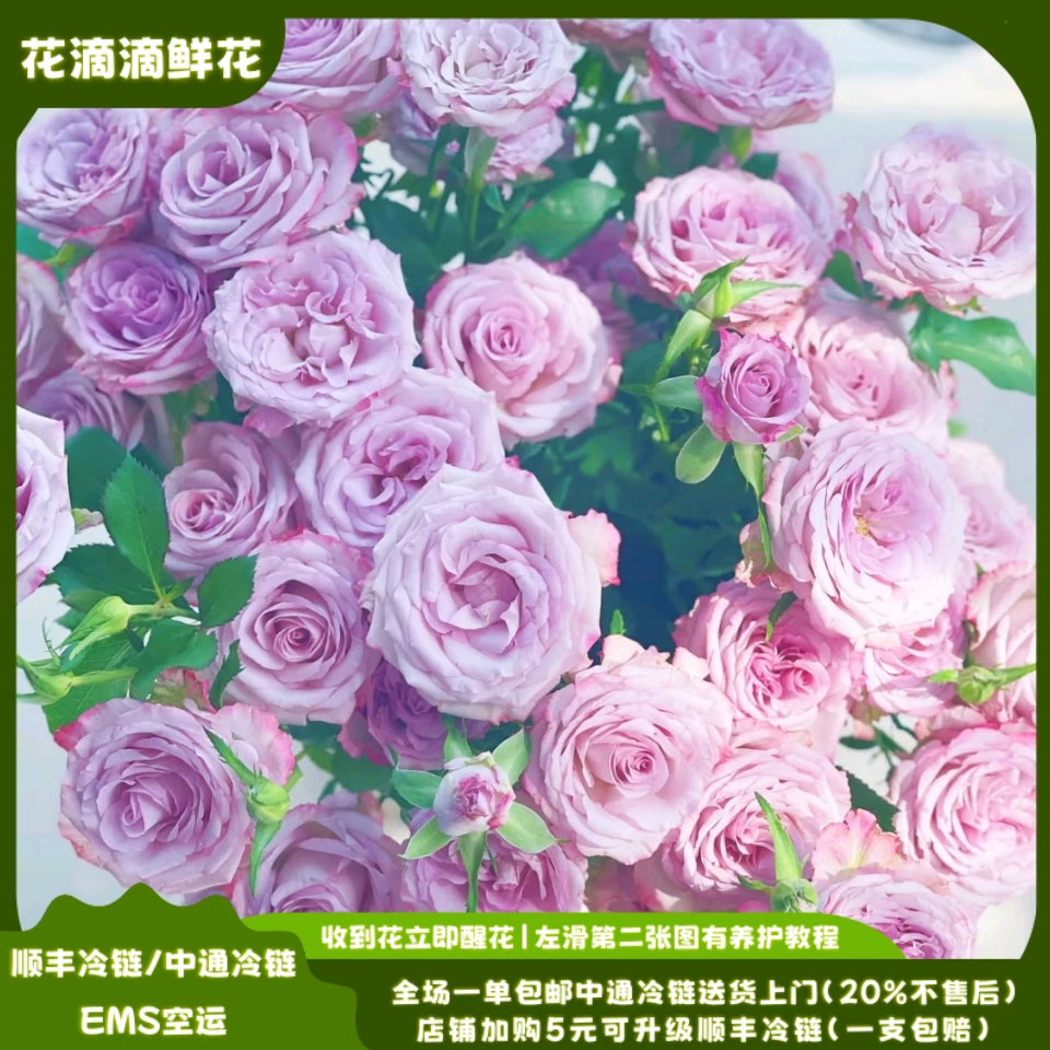 家用鲜花多头玫瑰气场，云南鲜花基地直发