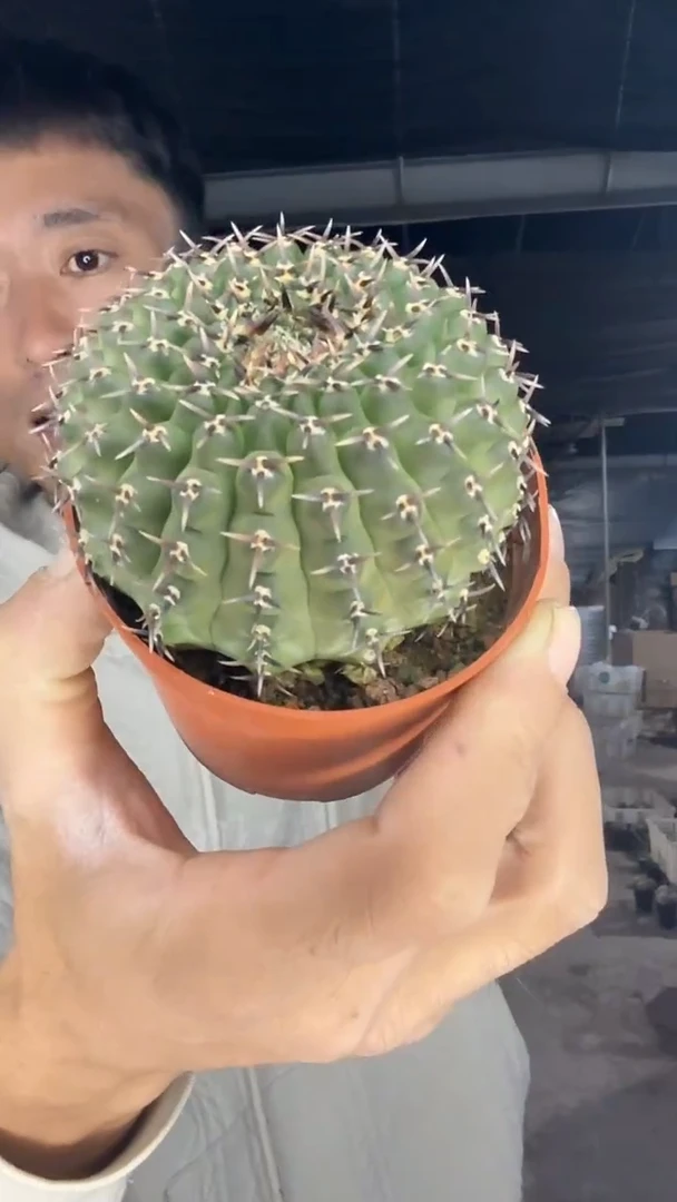 实生黑刺风头粗黑刺19.99