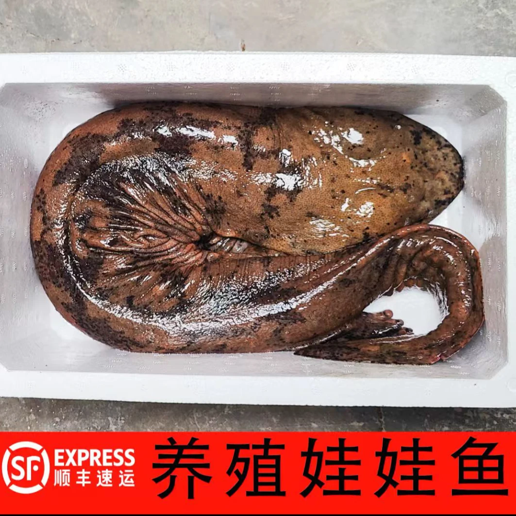 顺丰鲜活到家贵州高山淡水鱼人工生态养殖子二代娃娃鱼大鲵无刺鱼