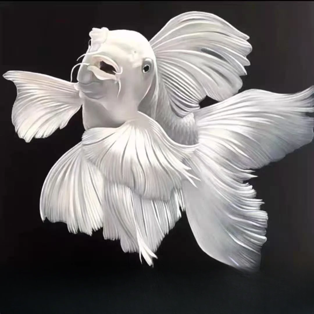 纯种蝴蝶鲤长尾观赏鱼冷水淡水好养耐活适合家庭饲养