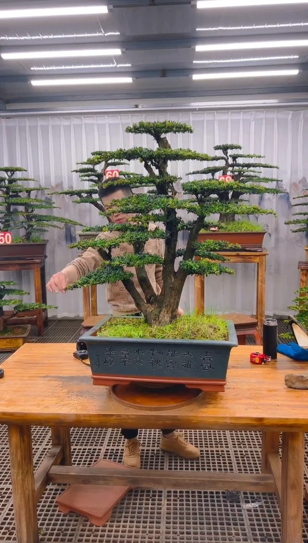 【闪购商品】紫砂精品盆景直播间一物一拍