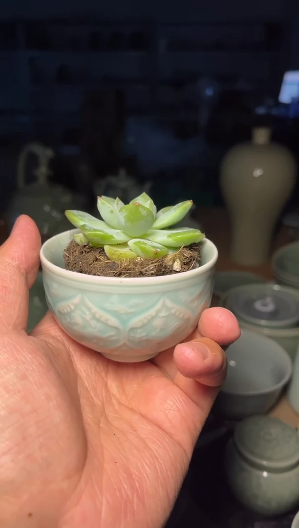 瓷残次多肉盆1个