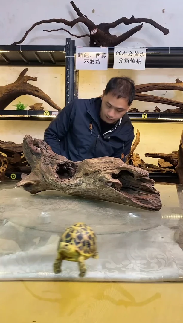 【闪购商品】柚木木艺146鱼缸造景沉木