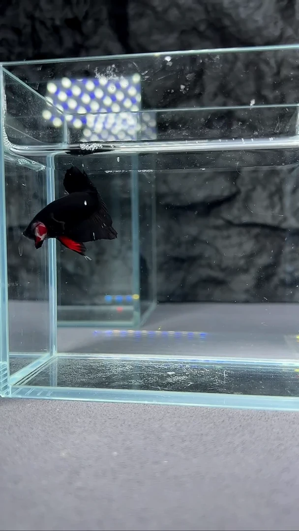 斗鱼竞拍链接A061