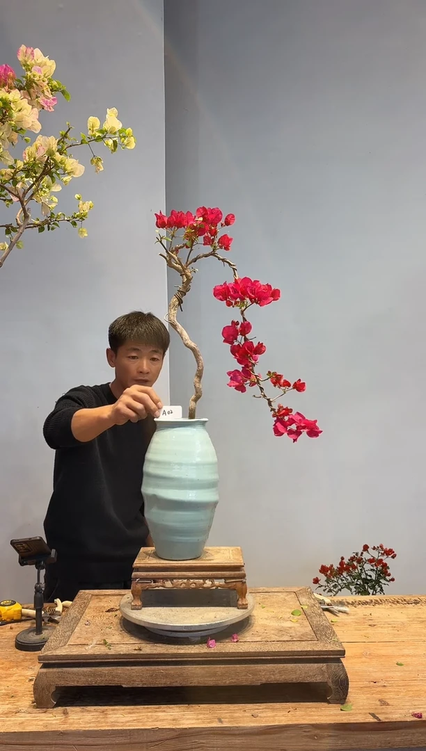 以实际为准三角梅A2