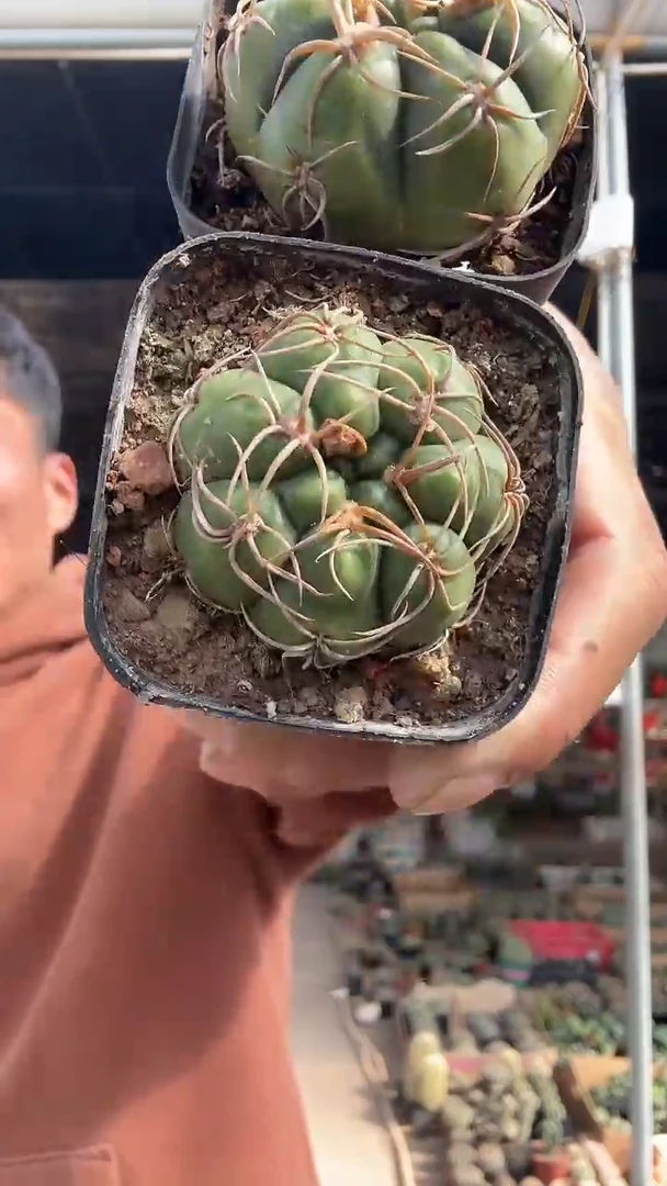 实生海王两颗9.99