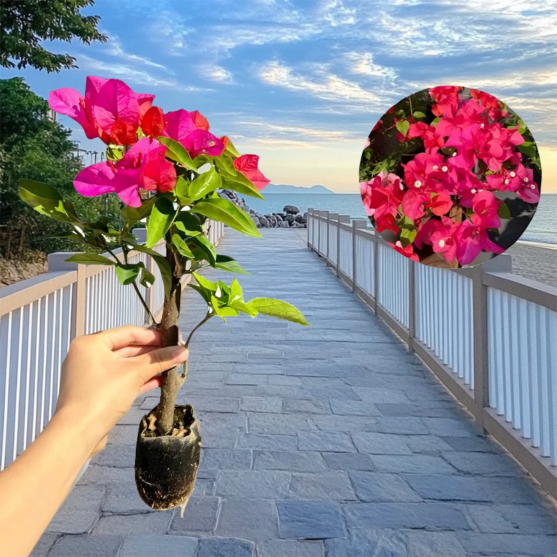 【同安红】三角梅小苗品种四季开花阳台绿植花卉